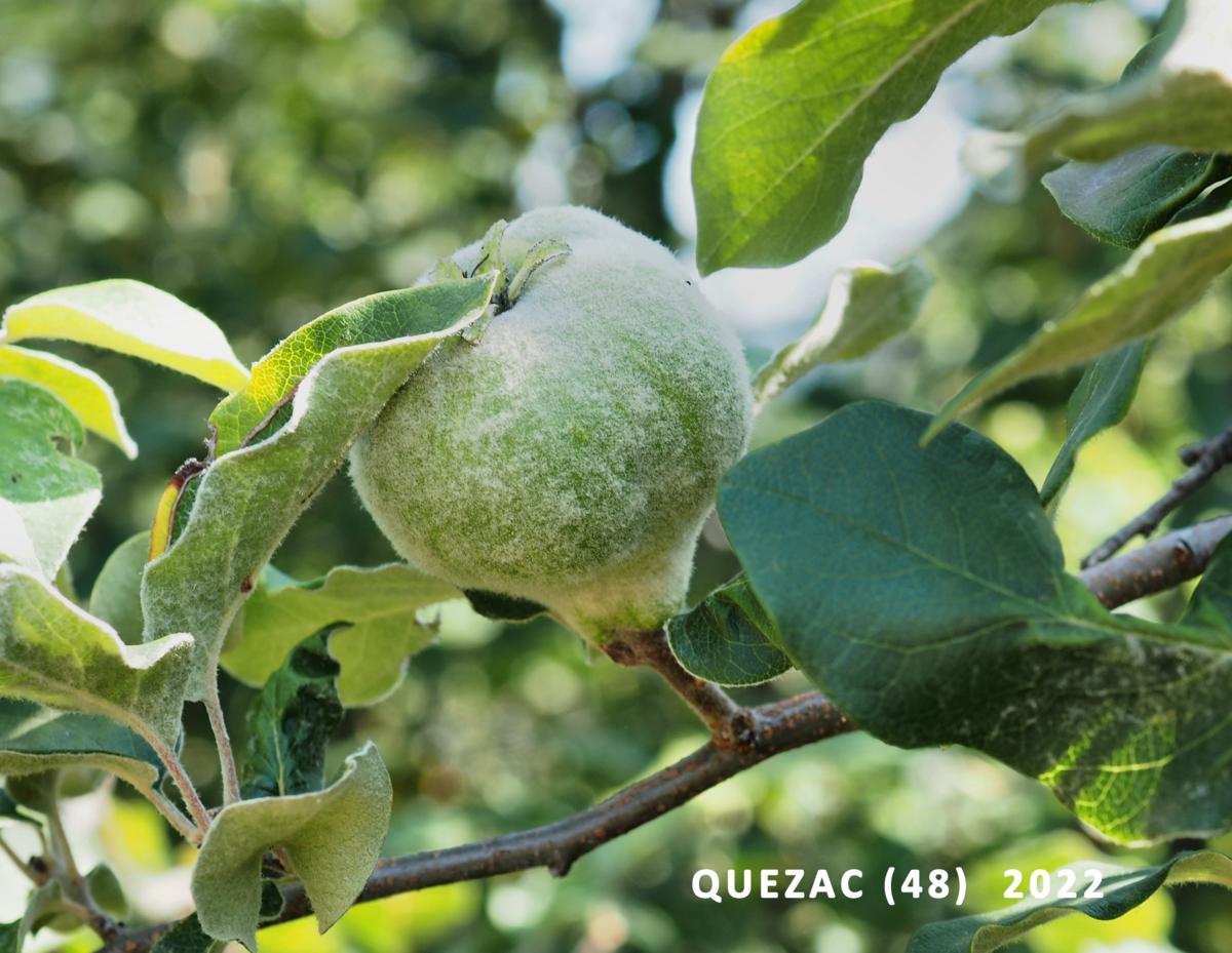 Quince fruit